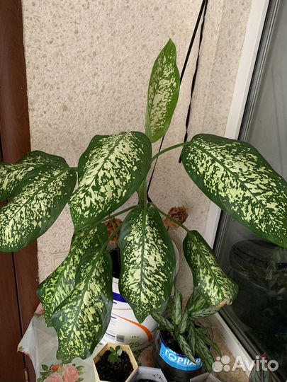 Диффенбахия