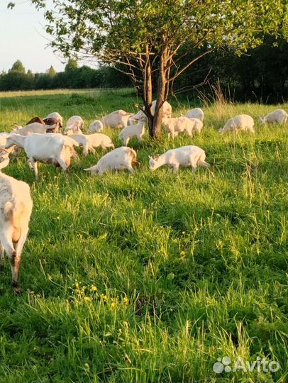 Продаю козочек