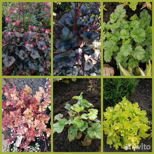 Гейхеры, астильбы, лилейники, хосты