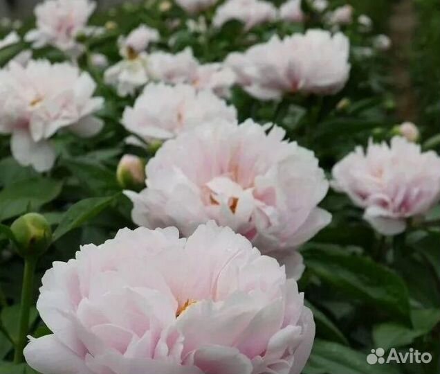 Пионы корни Пастелорамма