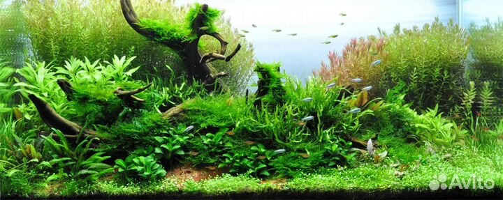 Профессиональный аквариумный дизайн