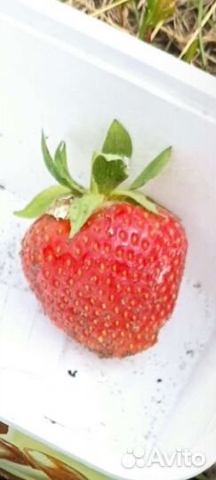 Рассада клубники Соната