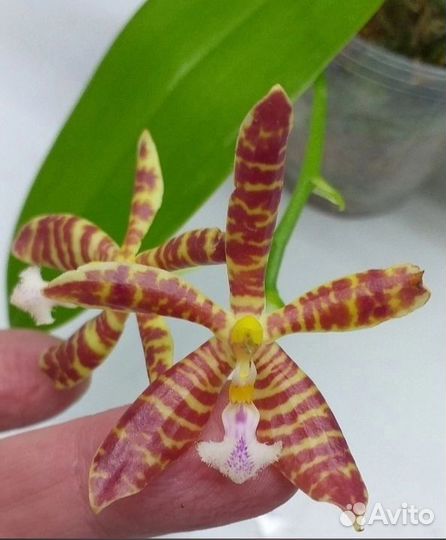 Орхидеи Фаленопсис