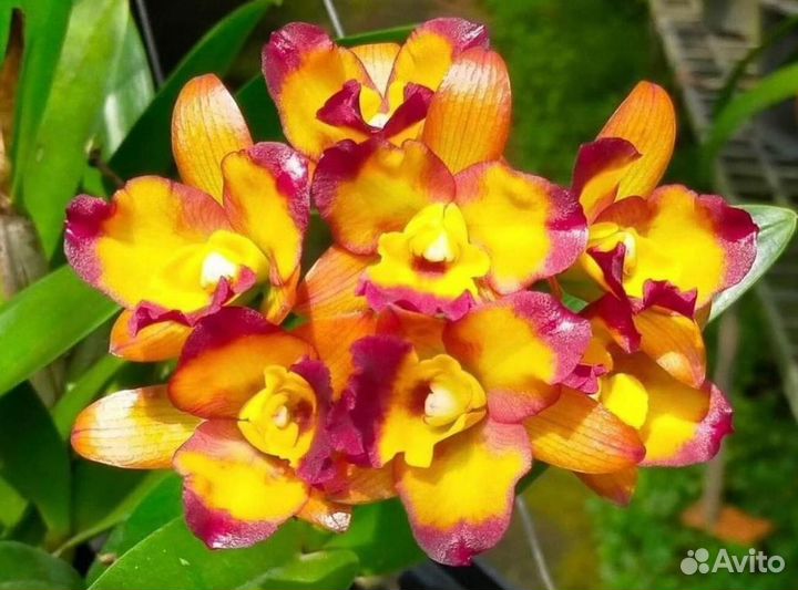 Орхидея Rth. Chomyong Fairy