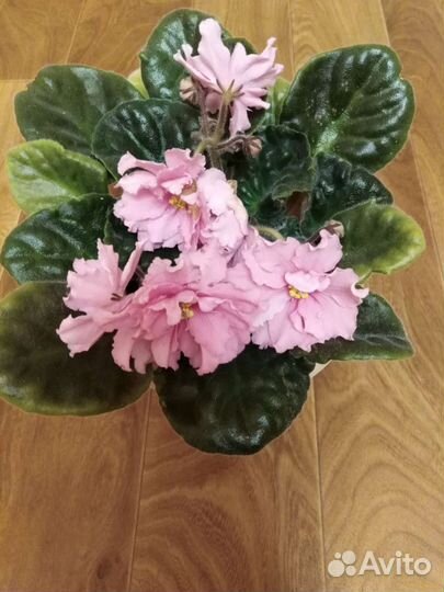 Сортовые фиалки