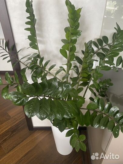 Замиокулькас