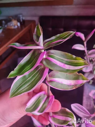 Каллизия конгеста с белой вариегатностью