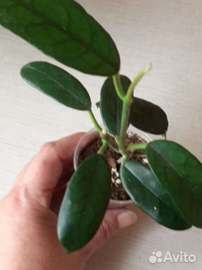 Хойи сортовые