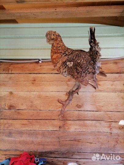 Чучело птицы