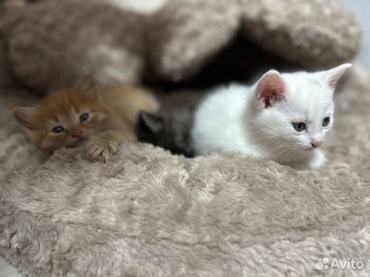 Котята в добрые руки