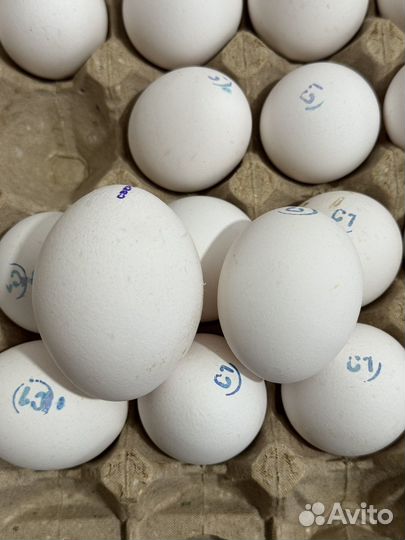 Яйцо куриное оптом