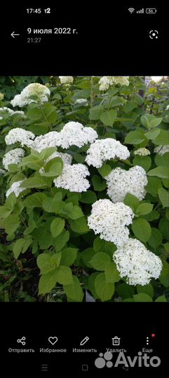 Гортензия саженцы