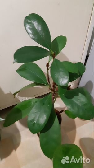 Фикус Циатистипула