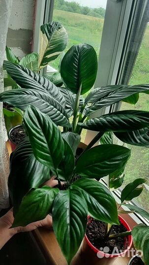 Спатифиллум блэк бьюти
