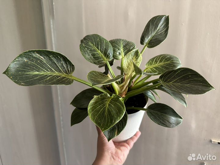 Филодендрон биркин
