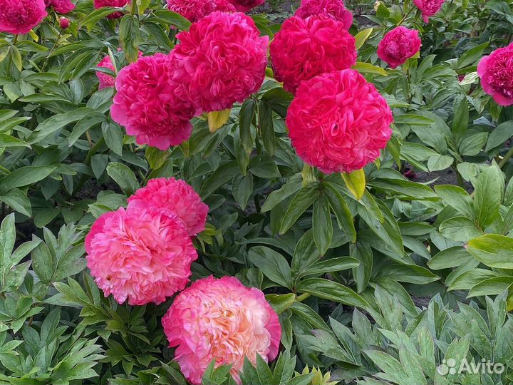 Пион Coral Pom Pom-Пион Корал Пом Пом