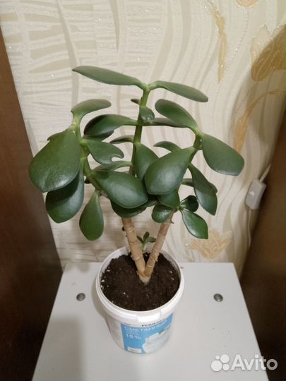 Денежное дерево толстянка