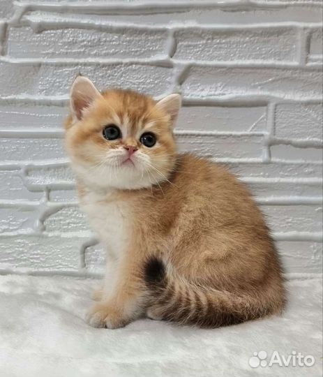 Британочка в золотой шубке