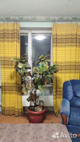 Кодиеум Петра (кротон) огромный 165 см