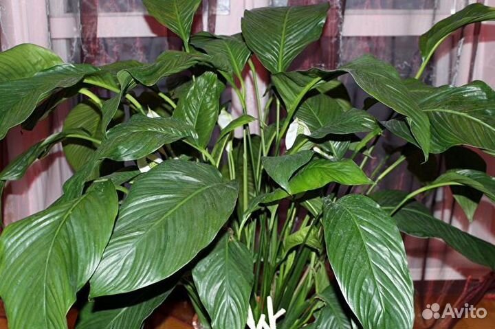 Спатифиллум