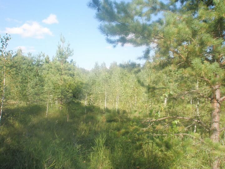 Участок 22 сот. (СНТ, ДНП)