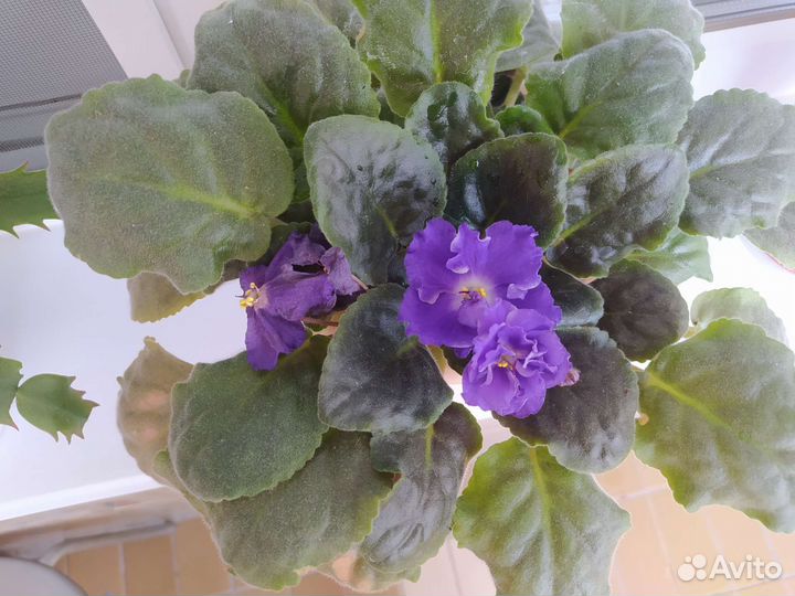 Комнатные растения