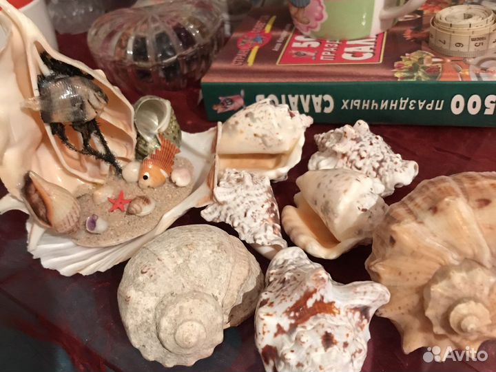 Морские ракушки раковины