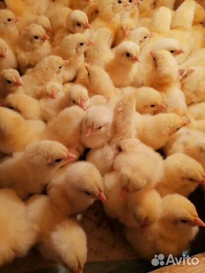 Цыплята бройлеры суточные