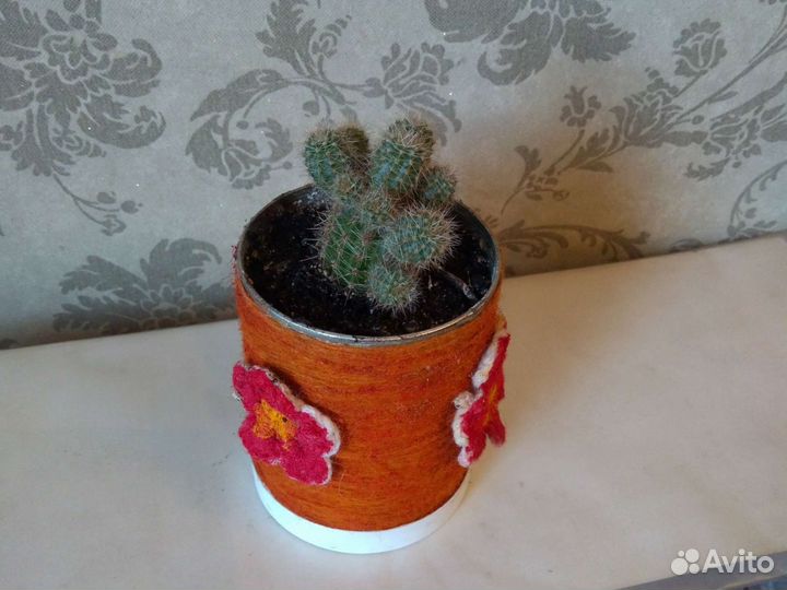 Кактус