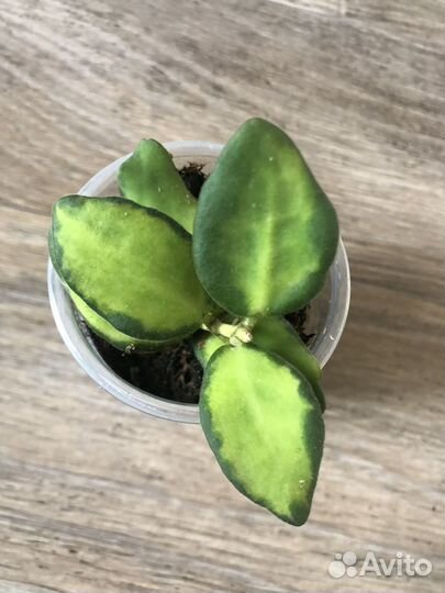 Продам излишки своих растений