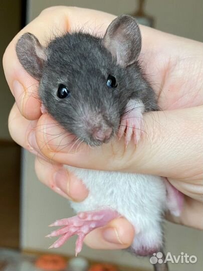 Крысята дамбо рекс бесплатно