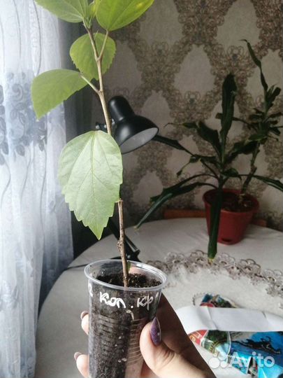 Гибискус красный