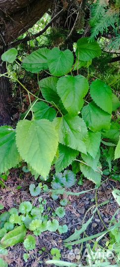 Шелковица (тутовник) саженцы сеянцы