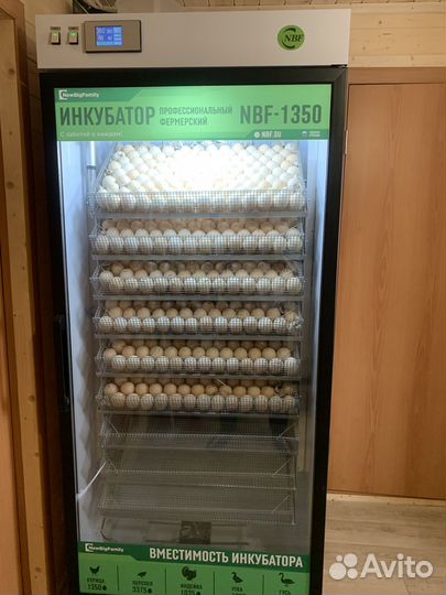 Инкубатор NBF