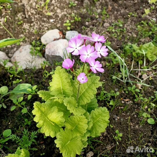 Многолетники для альпийской горки