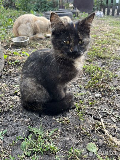 Котенок девочка в добрые руки