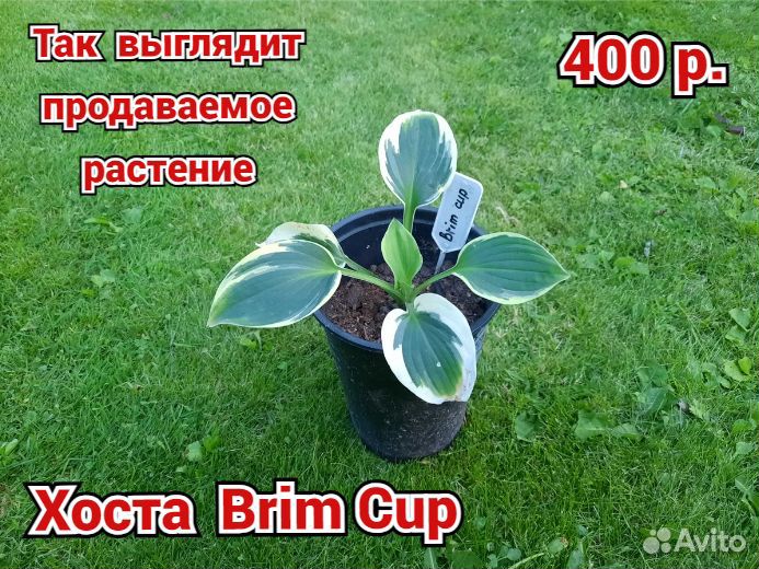 Хоста растение, 27 сортов, купить почтой/доставкой