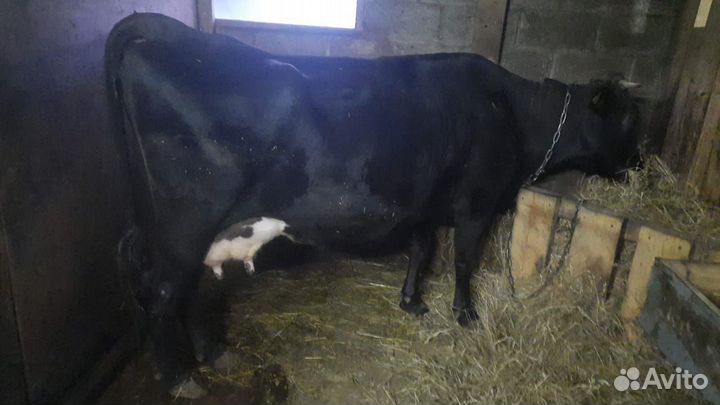 Коровы дойные молочные
