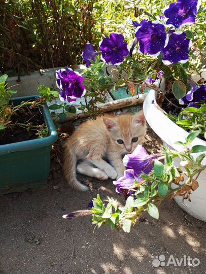 Котята в добрые руки мальчики