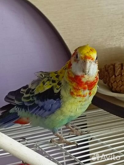 Попугай певчий Розелла