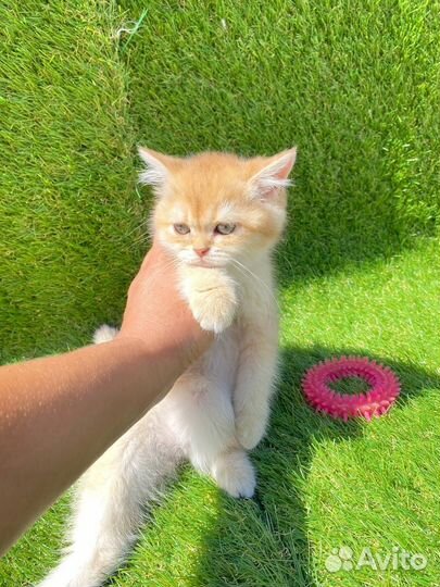 Котята золотая и голубая шиншилла