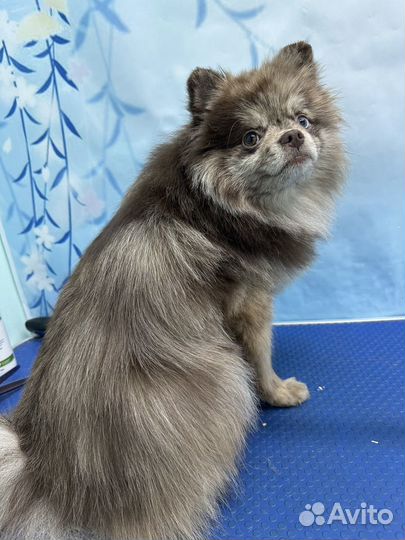 Груминг стрижка собак