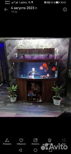 Аквариум