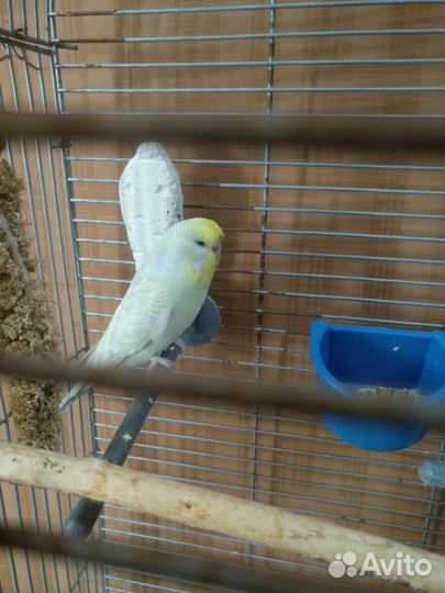 Птицы попугаи