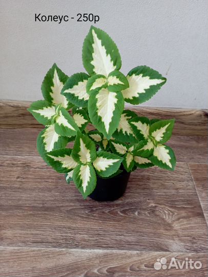 Комнатные цветы от