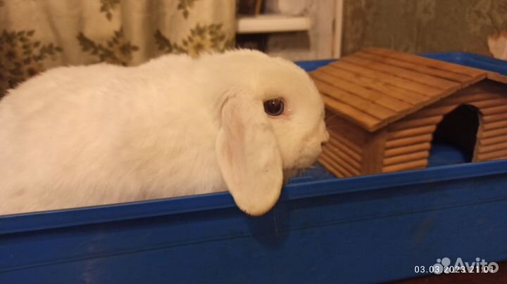Декоративный кролик вислоухая барашка
