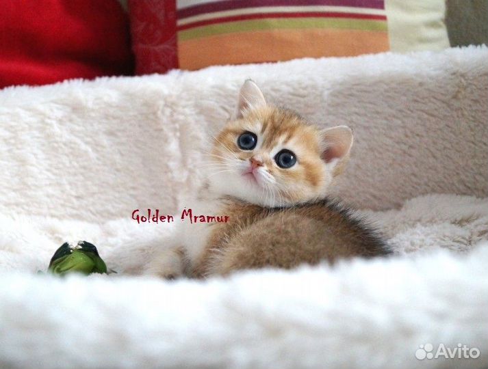 Котята золотого окраса