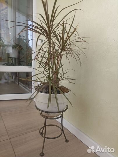 Бонсай Пальма Драцена и Фикус Бенжамина