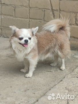 Найдена собака чихуахуа. Кобель