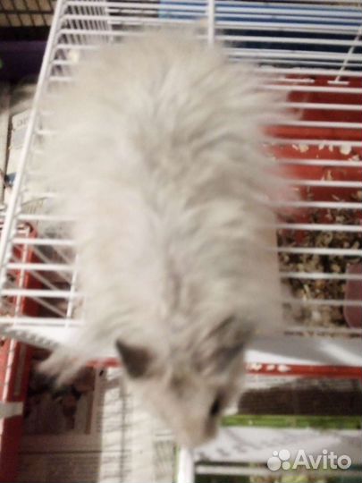 Сирийские хомяки только в хорошие руки и условия